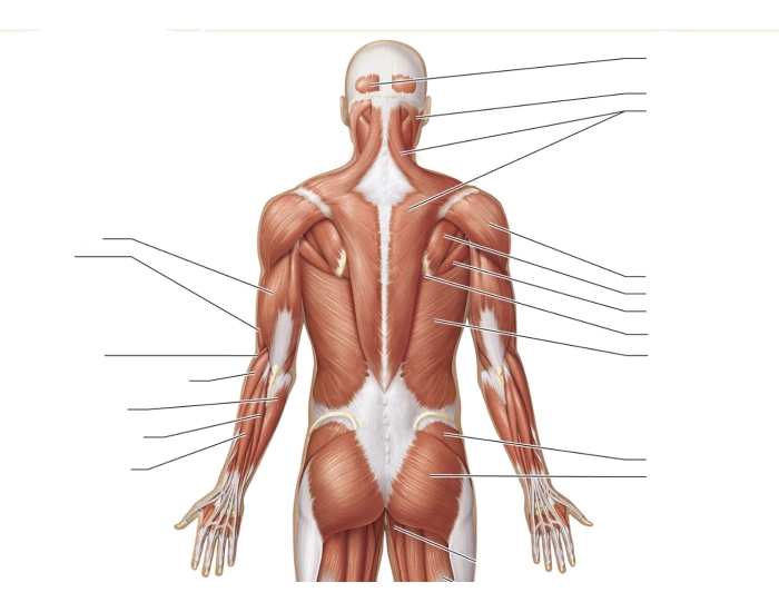 Posterior Upper Body Muscles Quiz — Printable Worksheet