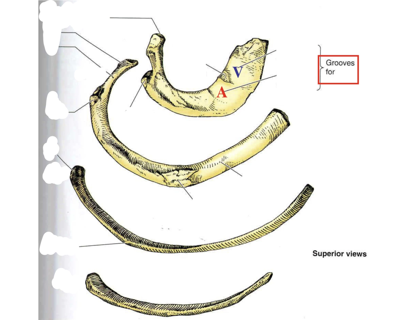 Centre Link Rib Type Rib Types Quiz