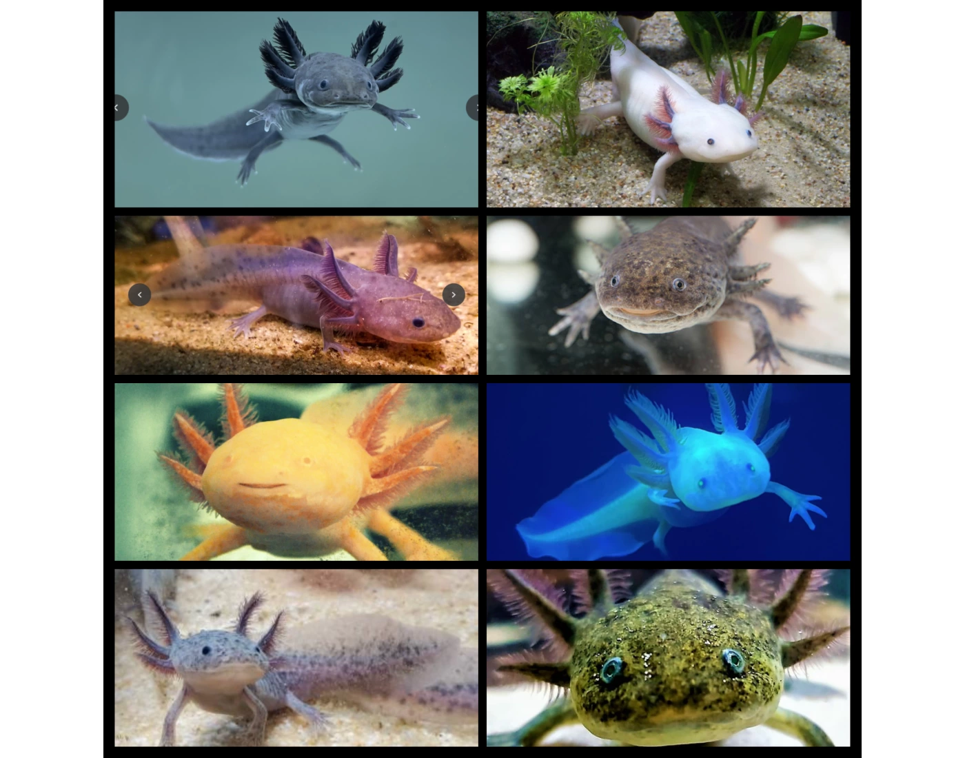 Axolotl Colors Quiz