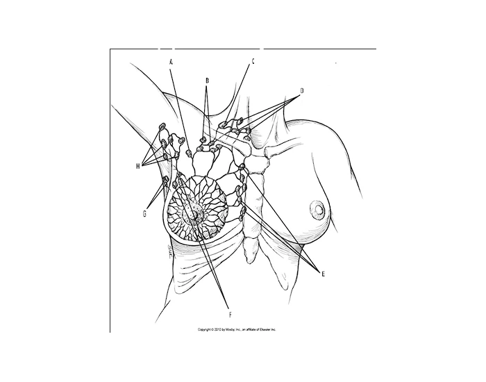 Lymph Nodes Of Breast Printable Worksheet lymph-nodes-of-breast-printable-worksheet