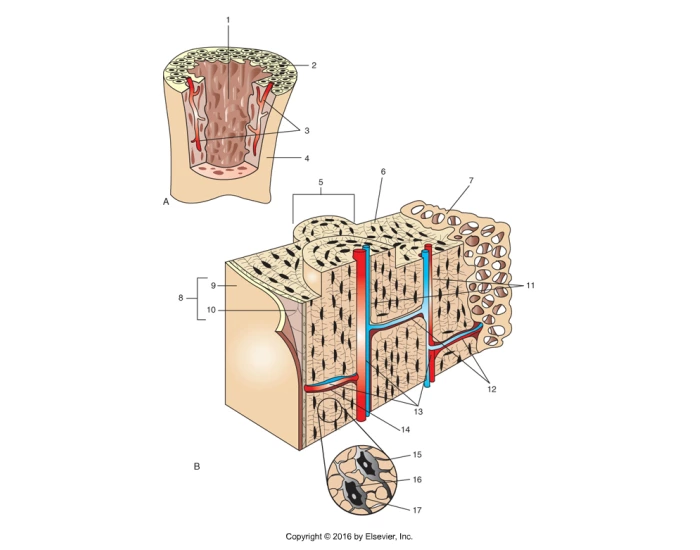 Compact and Cancellous Bone Structures Quiz