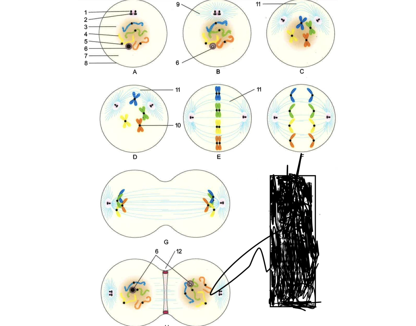 Mitosis Quiz