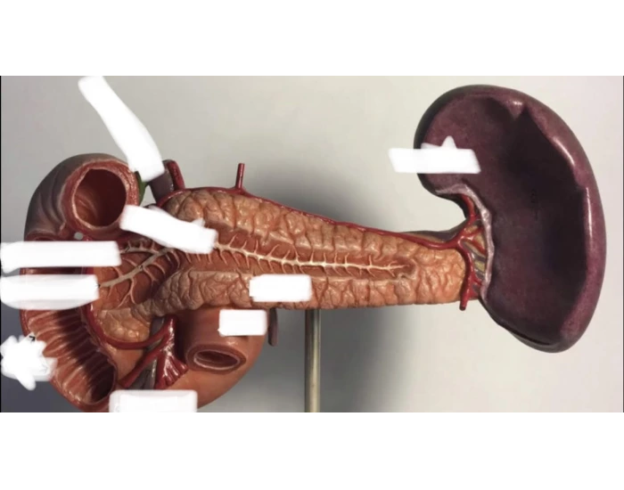 Pancreas Quiz