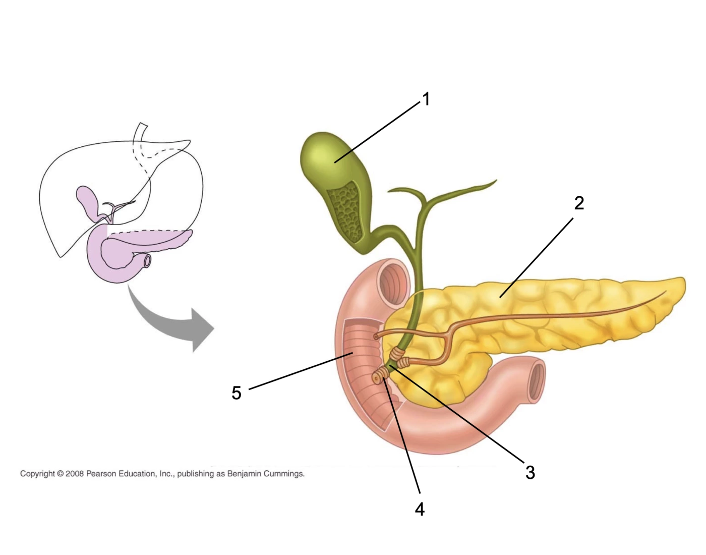 digestive-system-quiz-4