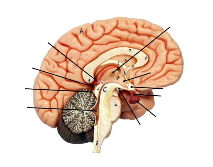 Label Brain Lab Model Brain Model Labeling Quiz