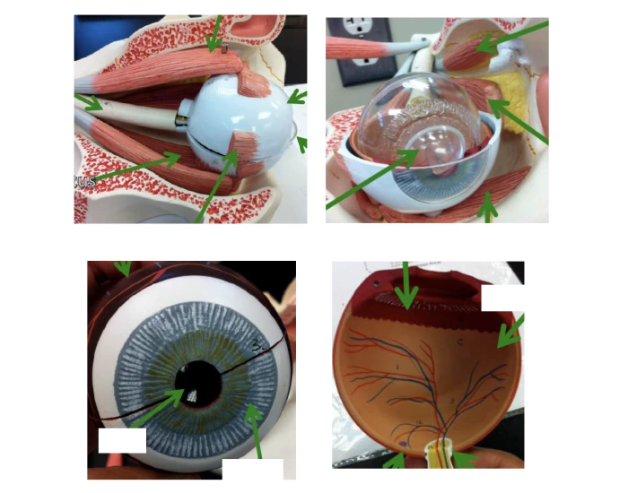 Eye Model Labelling (AP2) Quiz