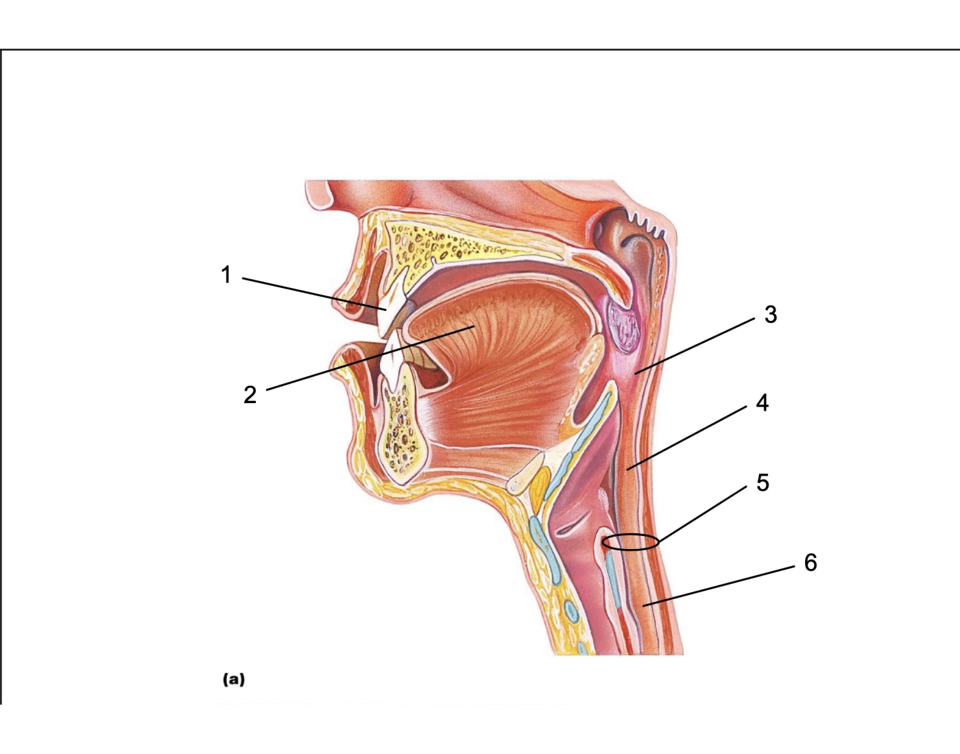 digestive-system-quiz-1