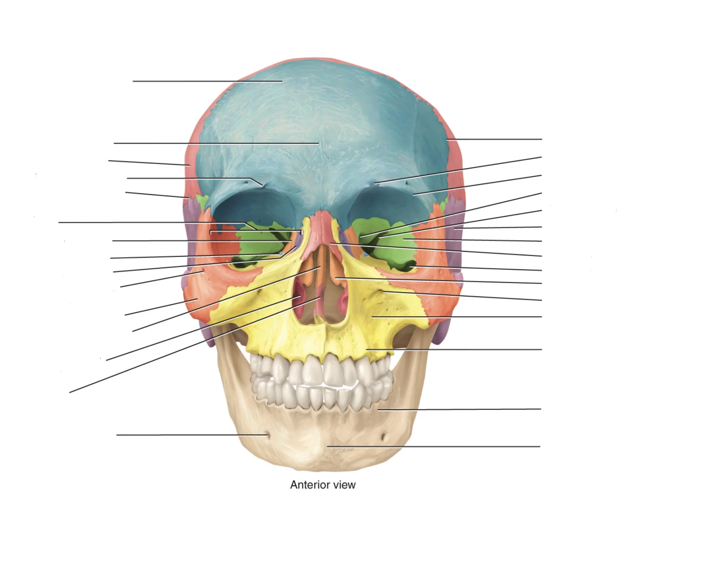 Болит лобная кость. Cranium анатомия. Строение черепа орбитальная кость. Череп анатомия. Скелет черепа человека.