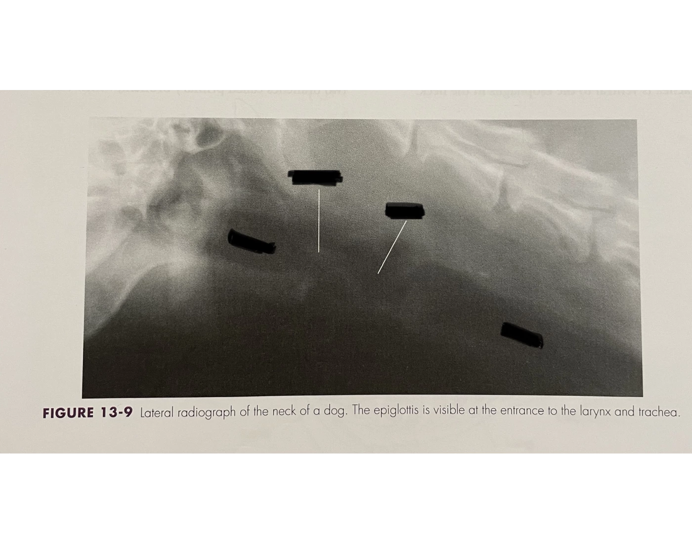Diagram 13-9 (A&P 2) Quiz