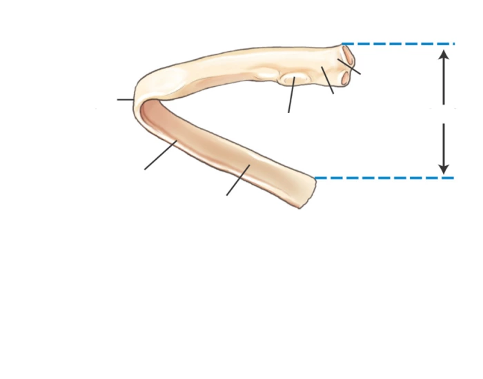 Rib Anatomy Labeling — Printable Worksheet