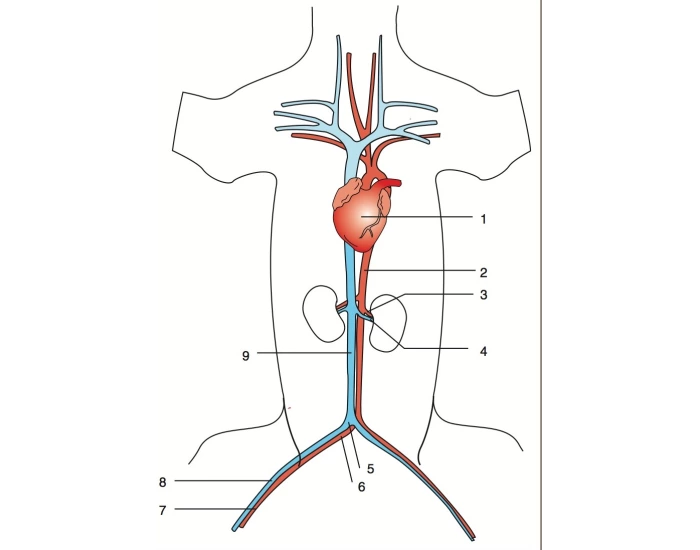 IDENTIFY CARDIAC AND ABDOMINAL STRUCTURES Quiz