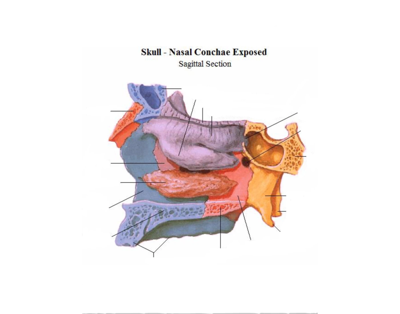 Skull- nasal conchae exposed, sagittal section Quiz