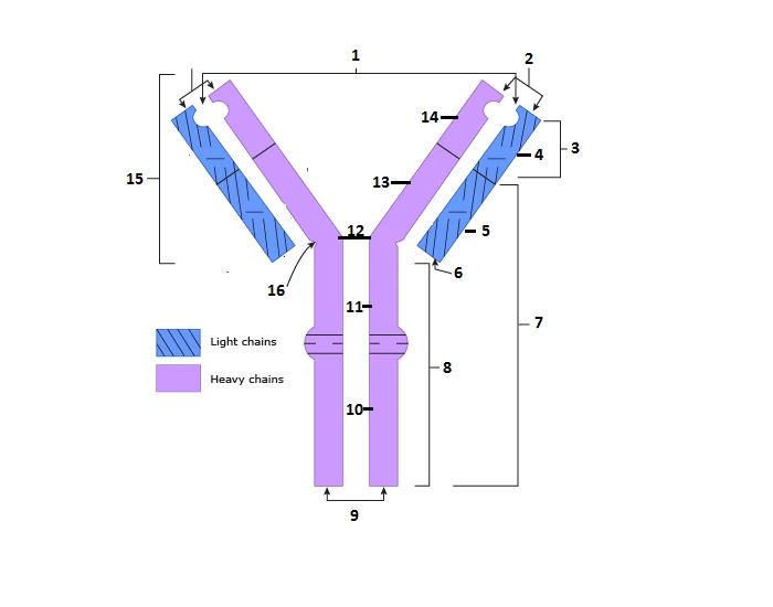 Basic Structure Ig Basic Immunoglobulin Structure Quiz