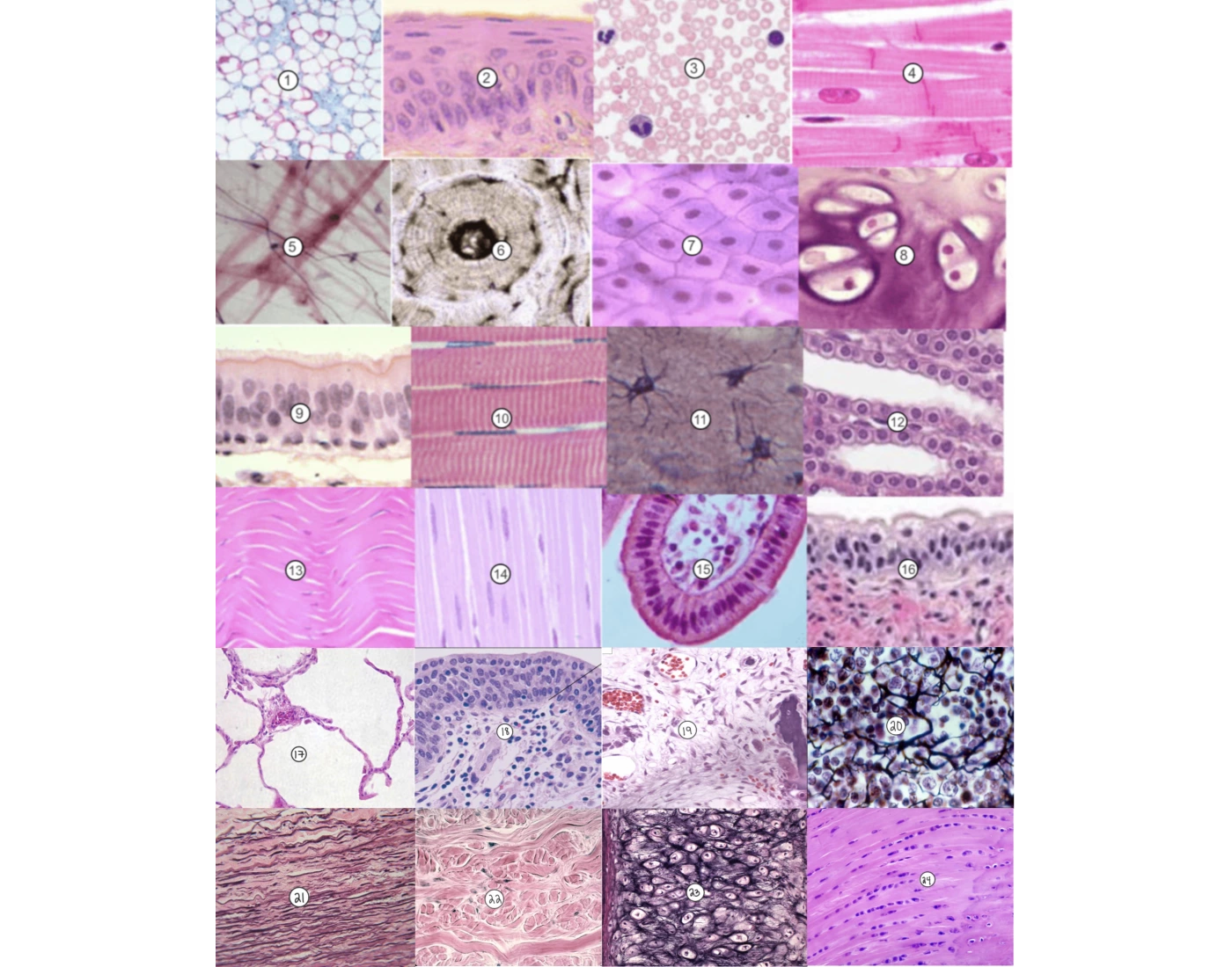 tissue identification: name, function, location Quiz