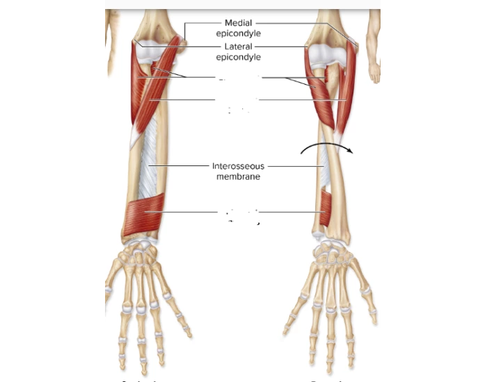 forearm muscles that supinate and protane Quiz