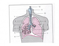 Major Veins and Arteries of Cat (Upper Thorax) Quiz