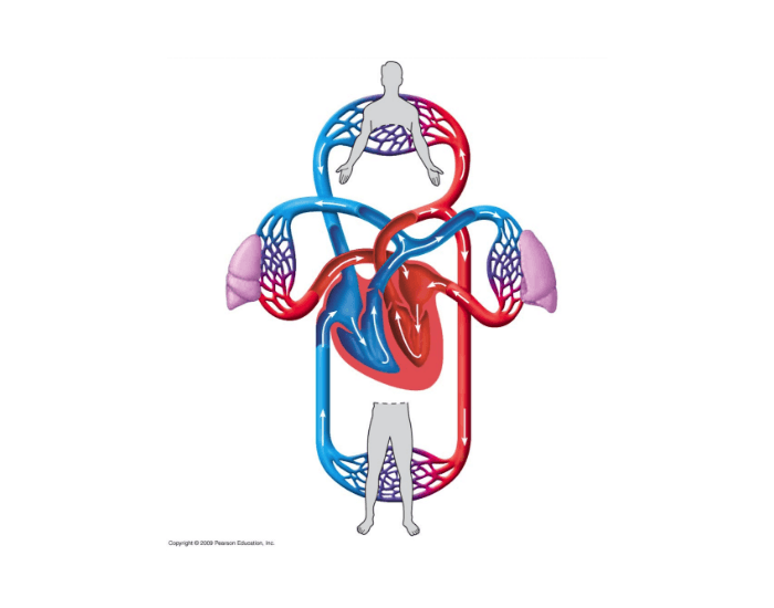 Circulatory System Quiz