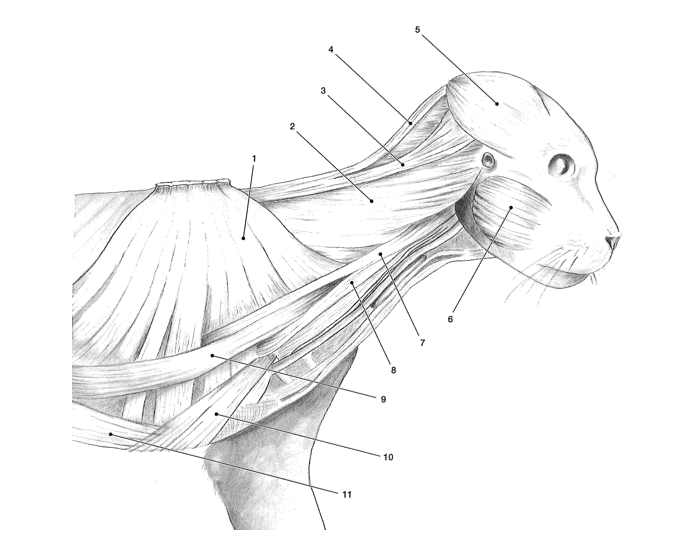 Cat Muscles 6 Quiz