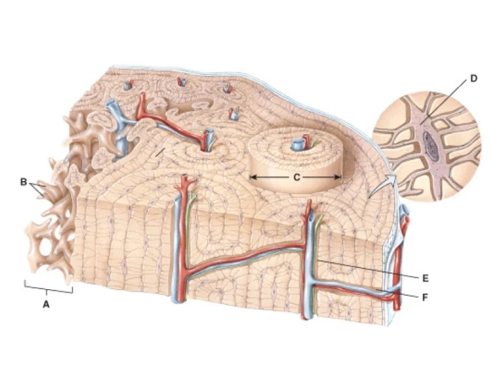 Interior bone anatomy Quiz