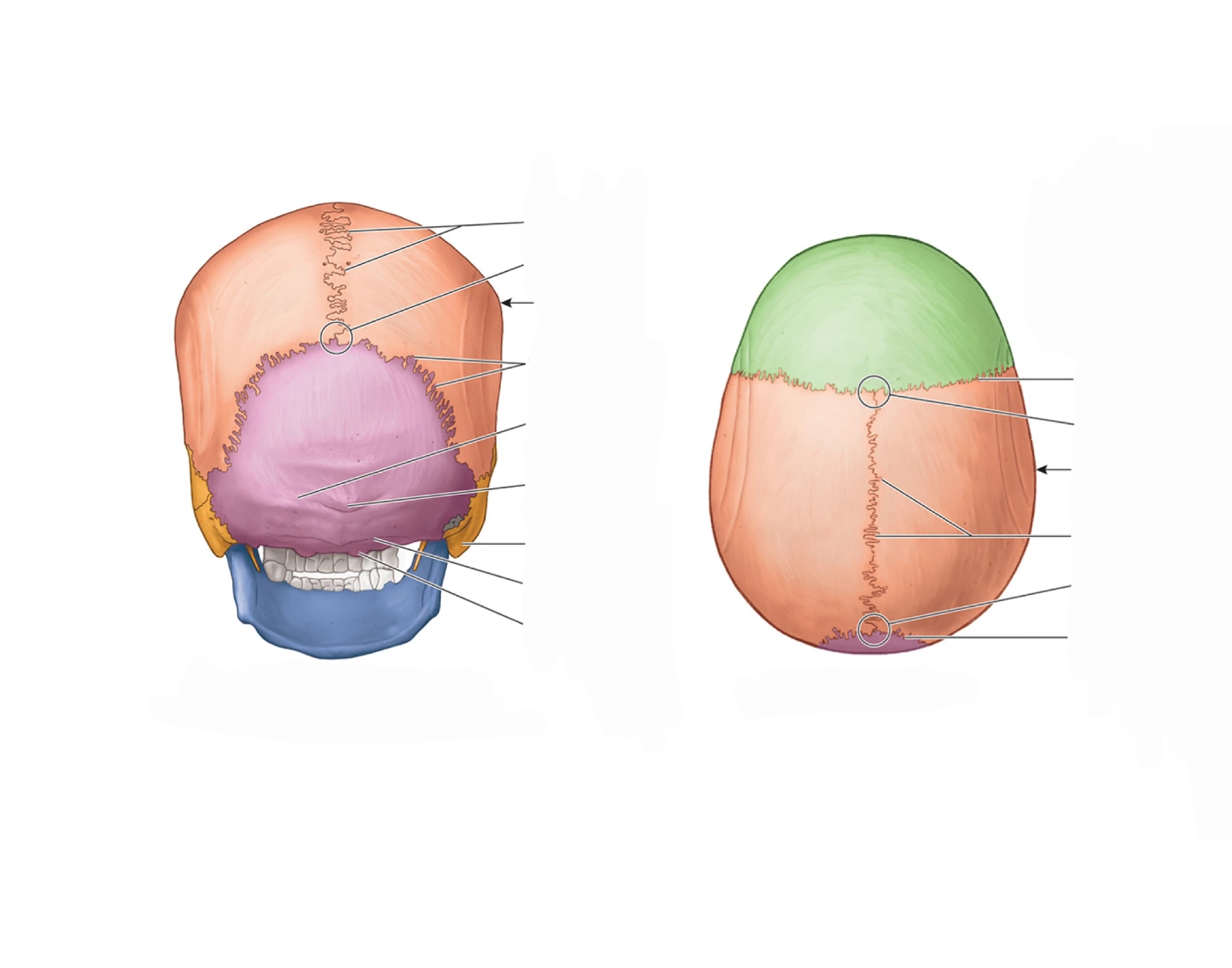 Skull Anatomy Quiz