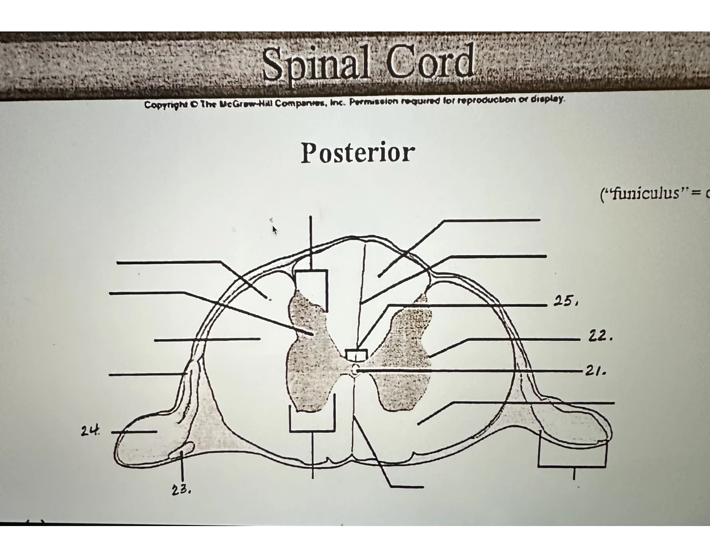 Spinal Cord Labeling Quiz