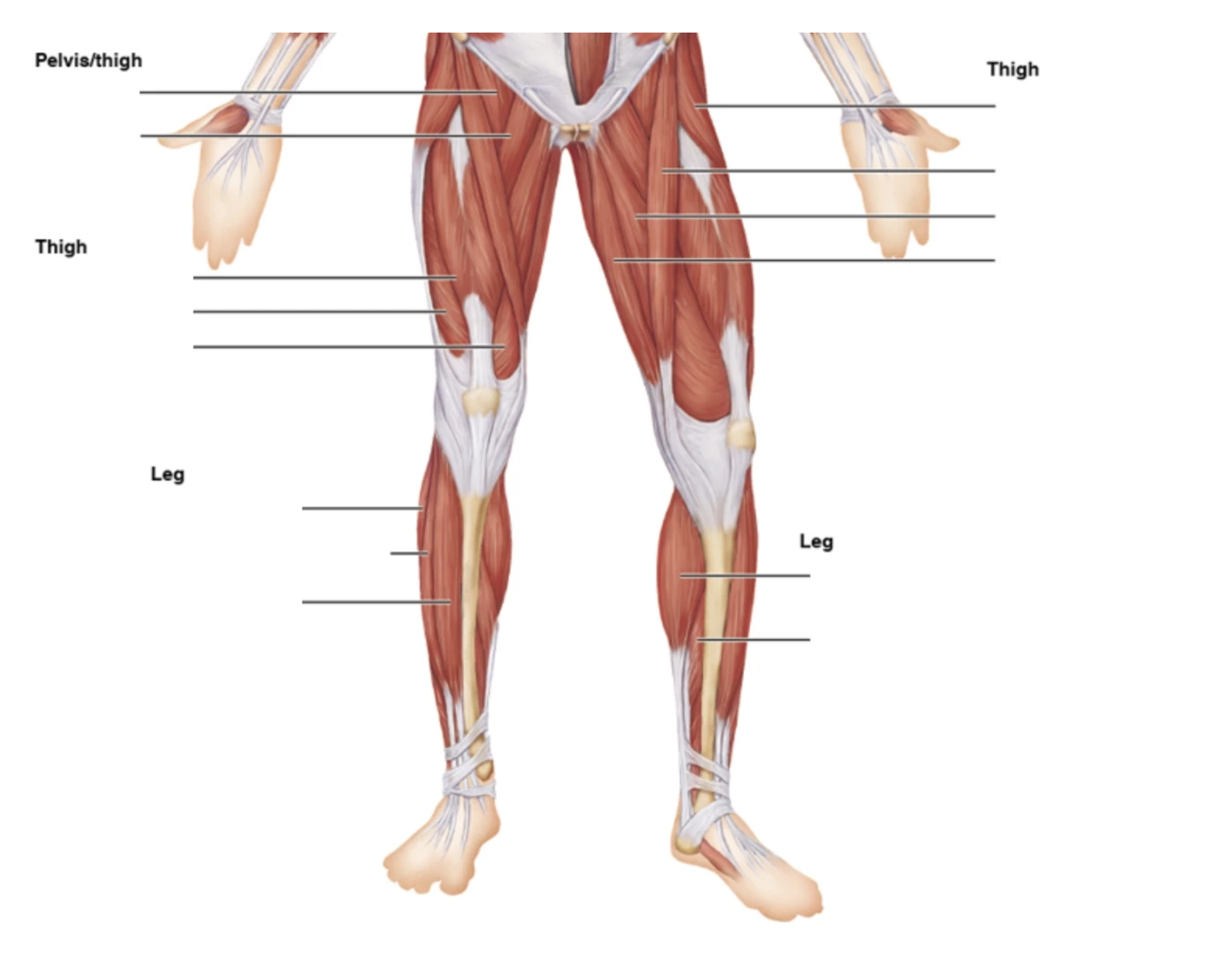 Labeling Muscles Part 2 Printable Worksheet