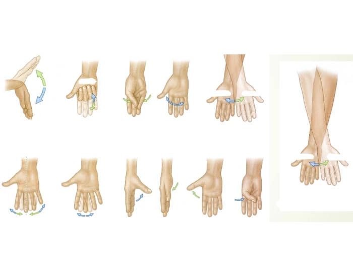 Terms of Hand Movement Studying Quiz