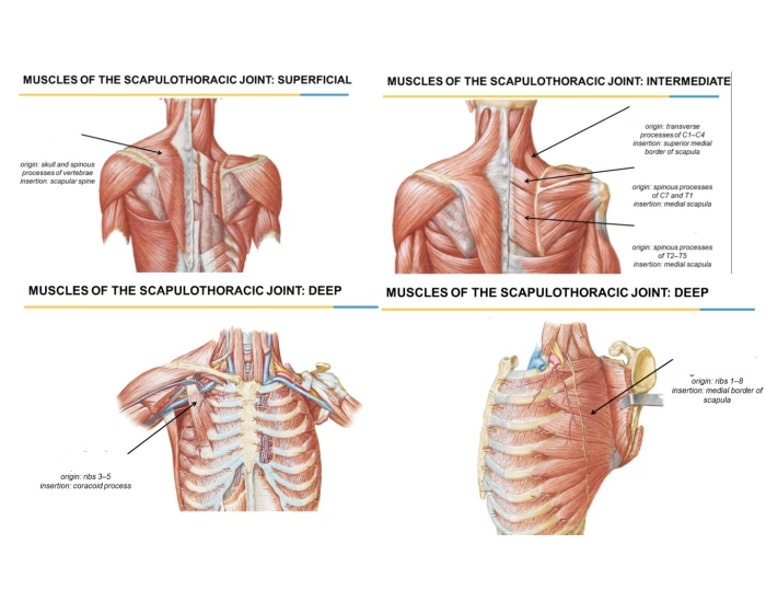 Scapiothorasic Muscles Scapulothoracic