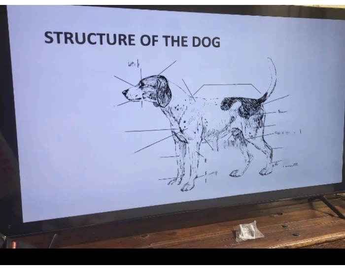 Mutt Structures Structure of a Dog Quiz