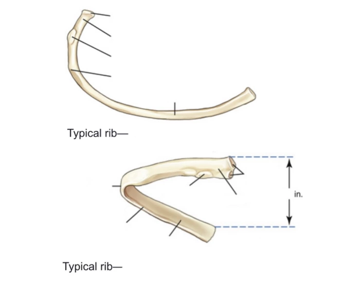 Different Rib Types Bodybuilding Typical Rib Quiz