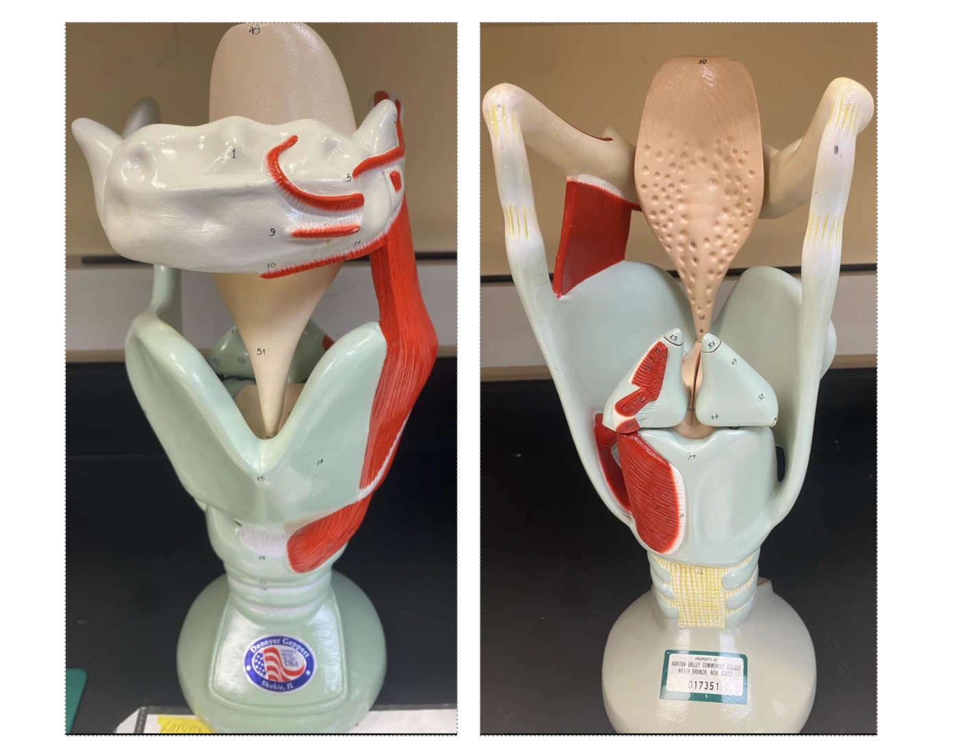 Larynx Model (AP2) Quiz