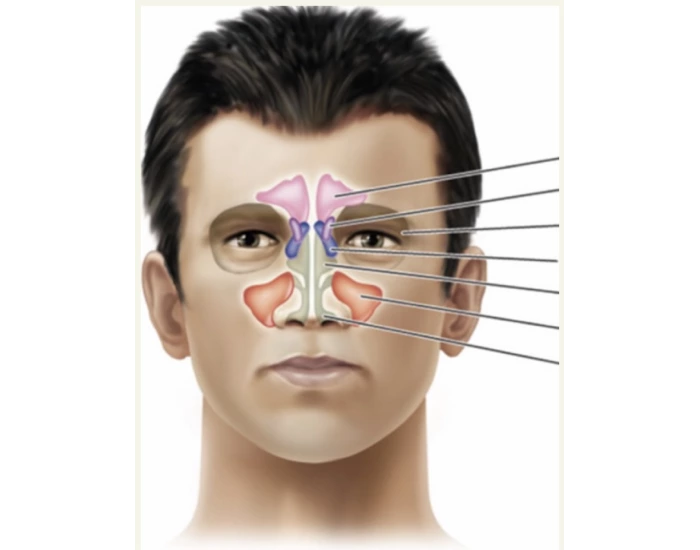 Frontal View Sinuses Quiz