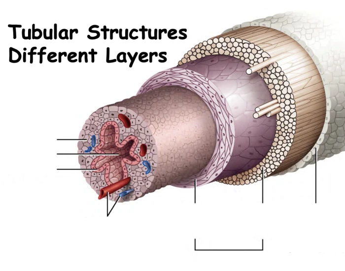 Tubular Structure Rendered Icon Tubular Structures Layers Quiz