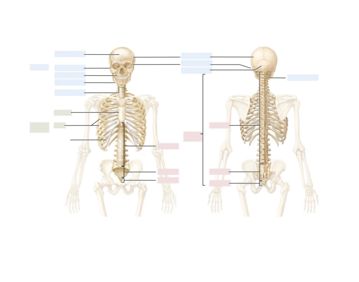 7 1 Axial Skeleton Printable Worksheet