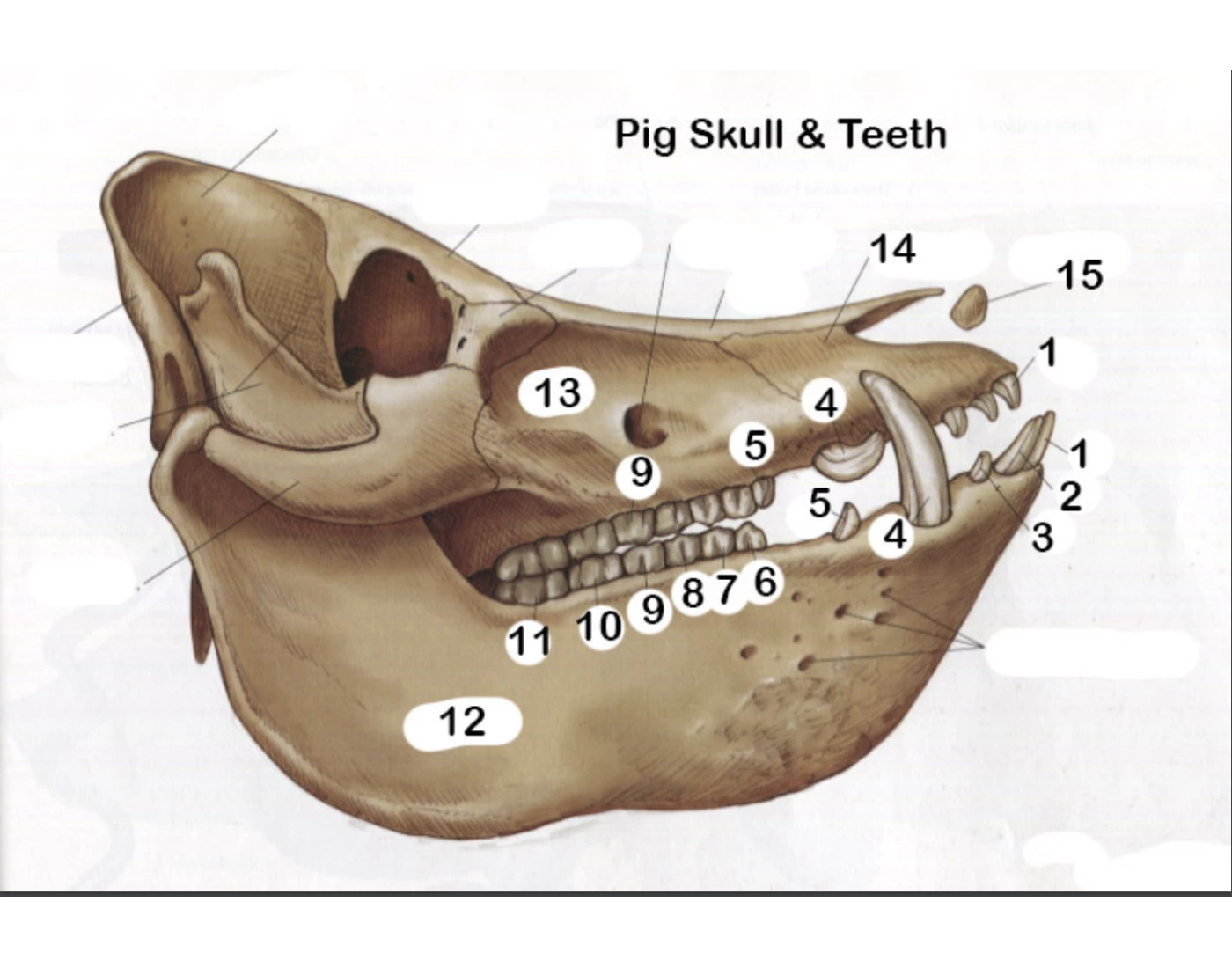 Pig Skull And Teeth Quiz pig-skull-and-teeth-quiz