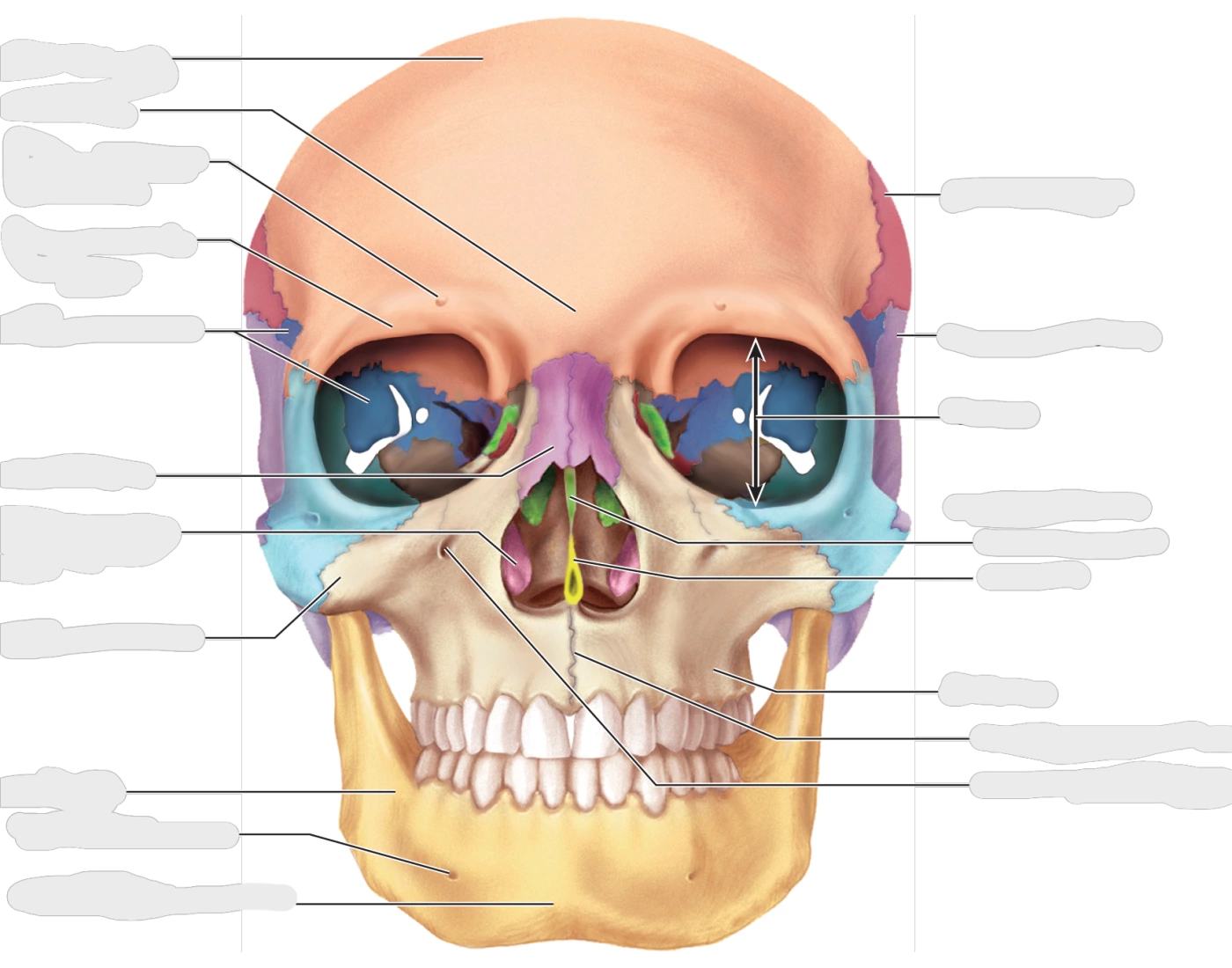 Anat Phys Front View of Skull Quiz Anat Phys Front View of Skull Quiz