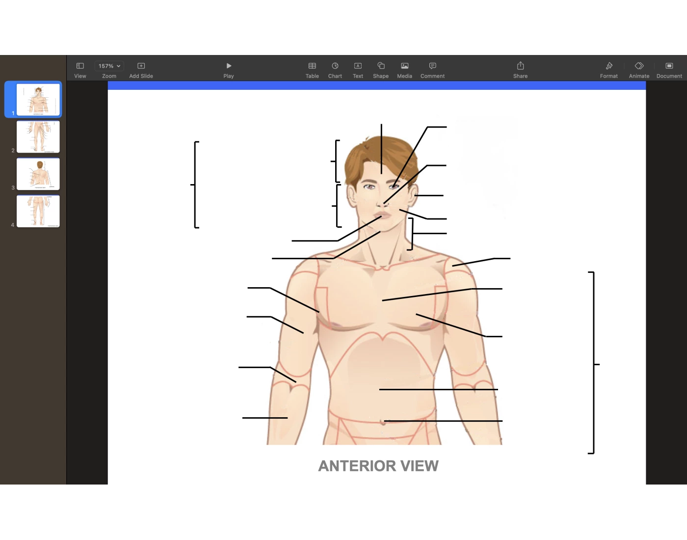 Anatomical Terminology Anterior view — Printable Worksheet