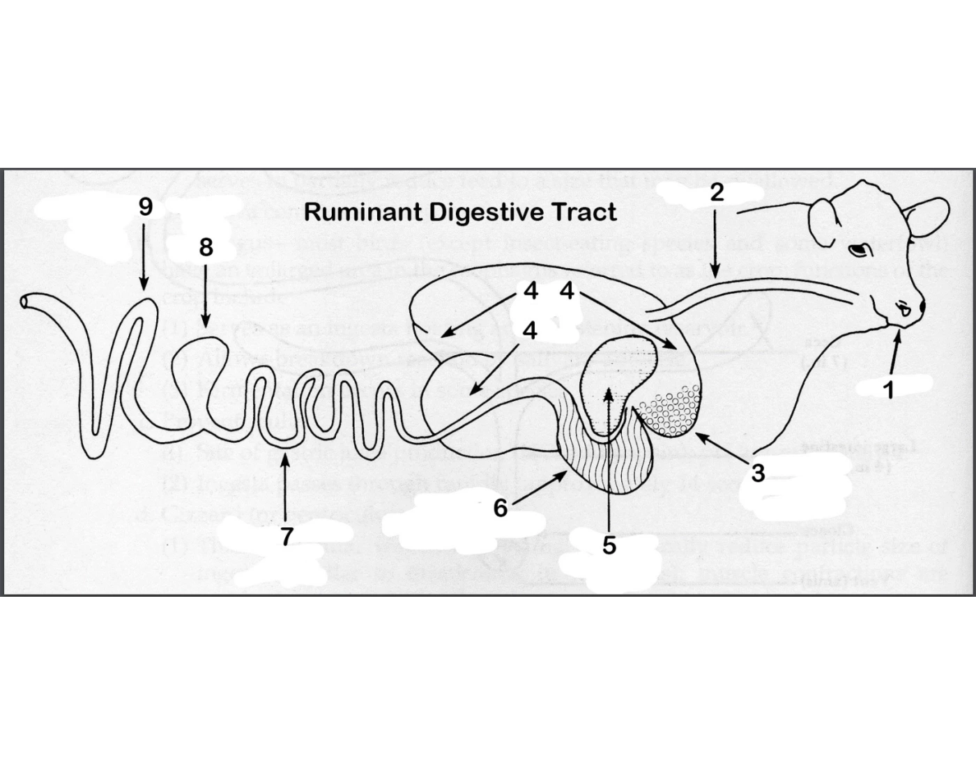 Trivia In Ruminants ruminant digestive tract Quiz