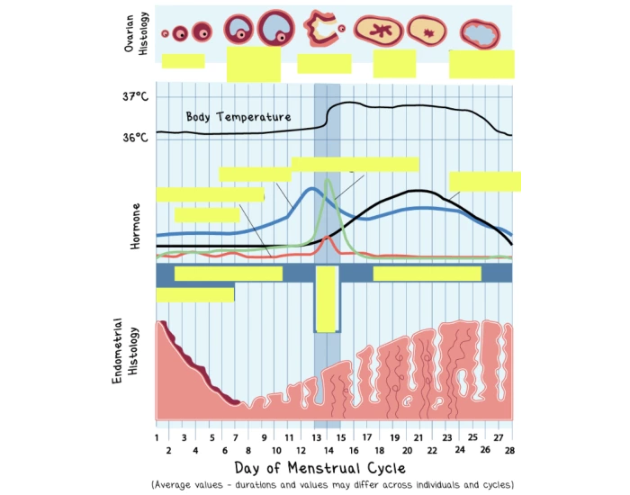 Menstrual Cycle MCAT Quiz menstrual-cycle-mcat-quiz