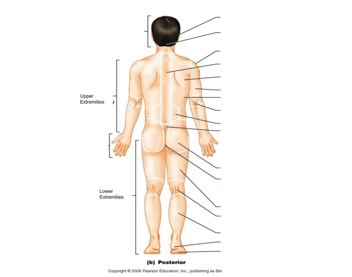 Region Labeling Body Region Labeling_posterior Quiz