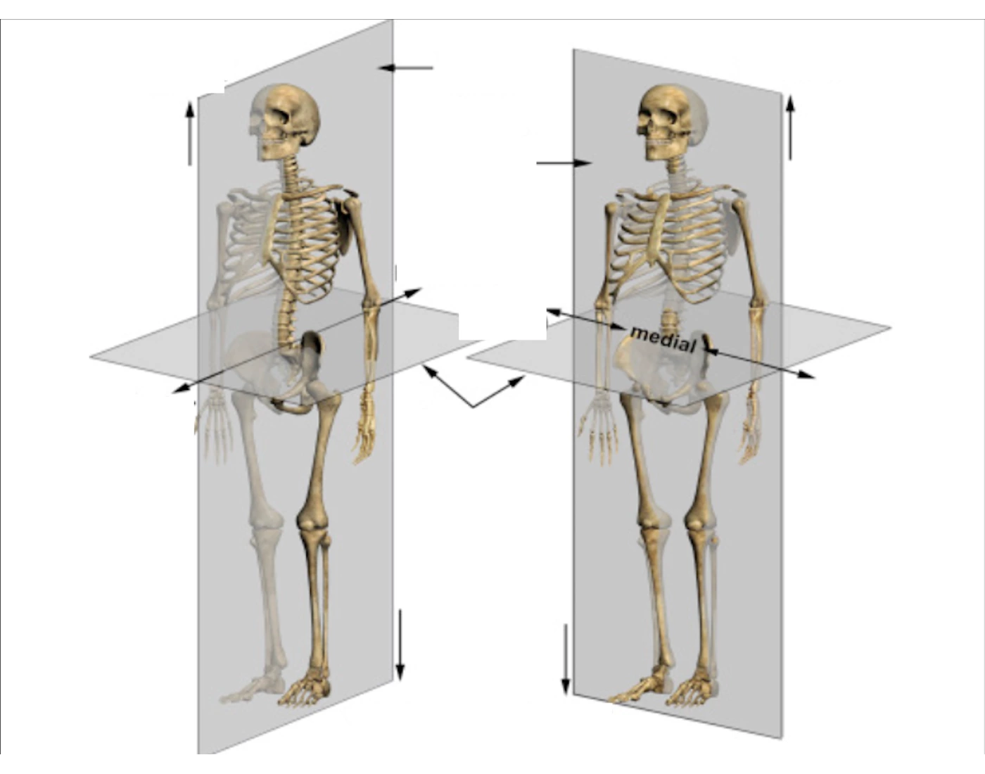Anatomical Direction Terms Quiz