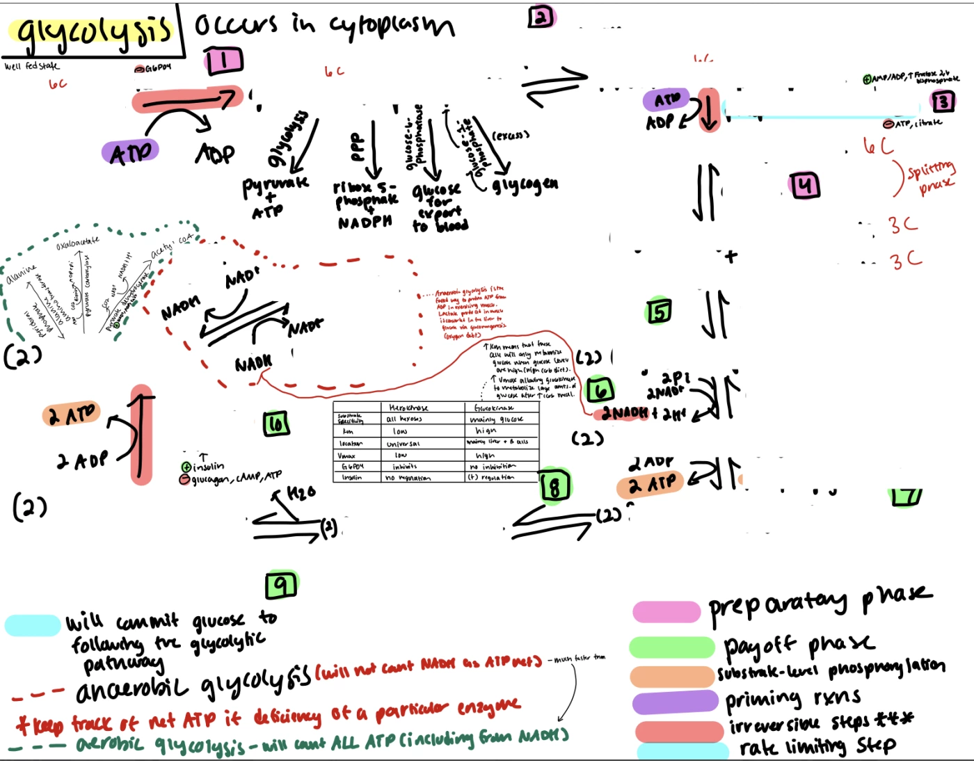 Glycolysis Quiz