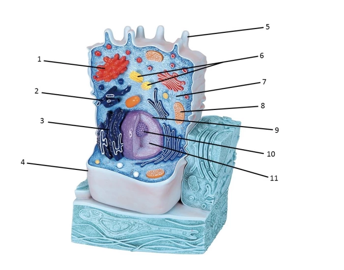 Label Cell Model (Lab). Quiz