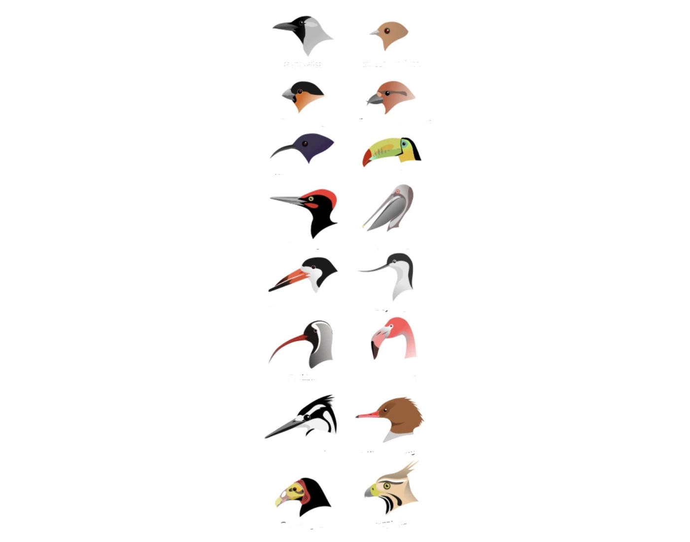 Beak Designs bird beak designs Quiz