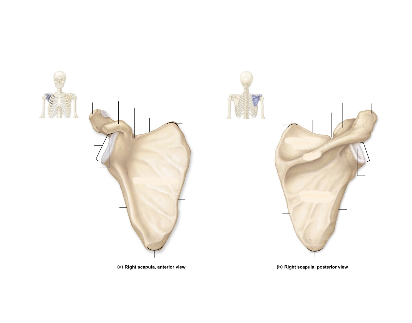 Scapular anatomy Quiz