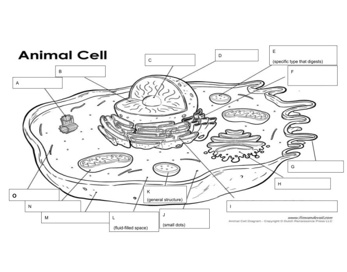 Cell labeling #1 Quiz