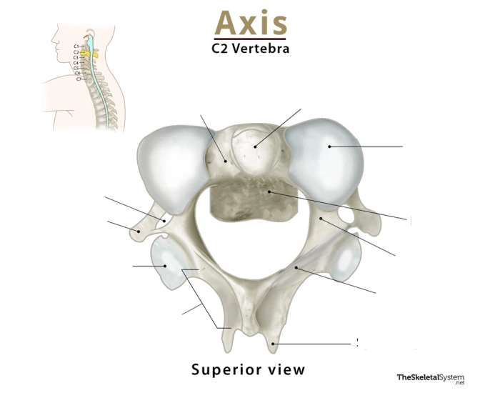 axis anatomy Quiz