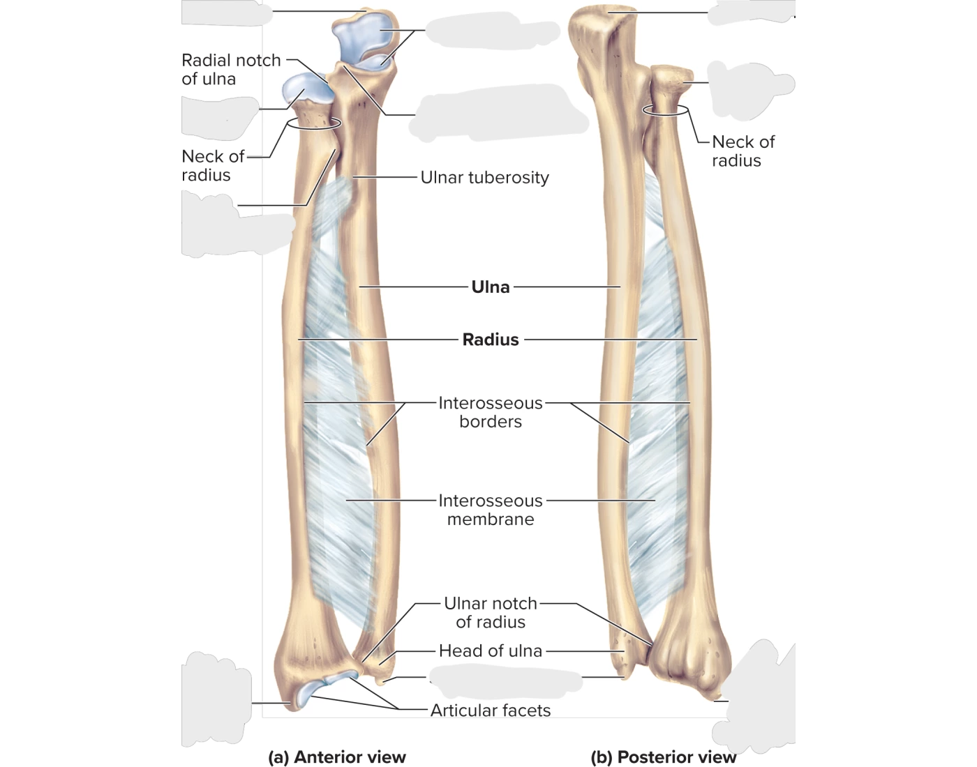 Anat. & Phys.-Radius Quiz