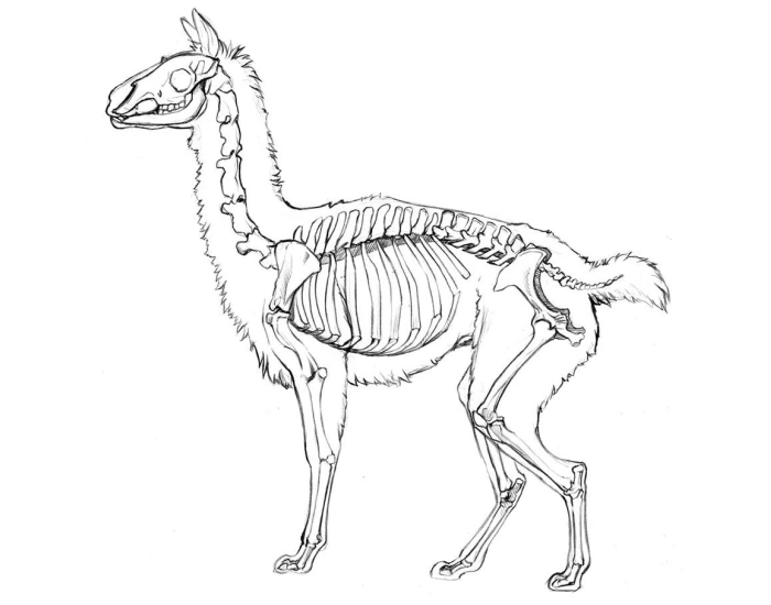 Llama Skeleton Anatomy Quiz