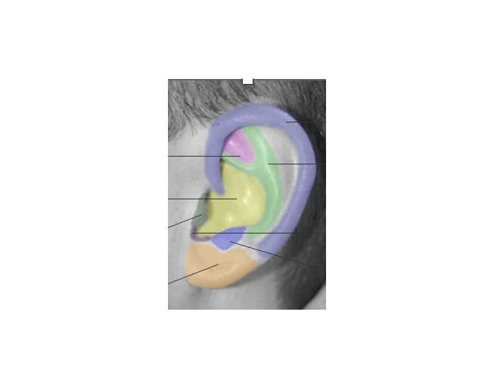 Anatomy of Pinna Quiz